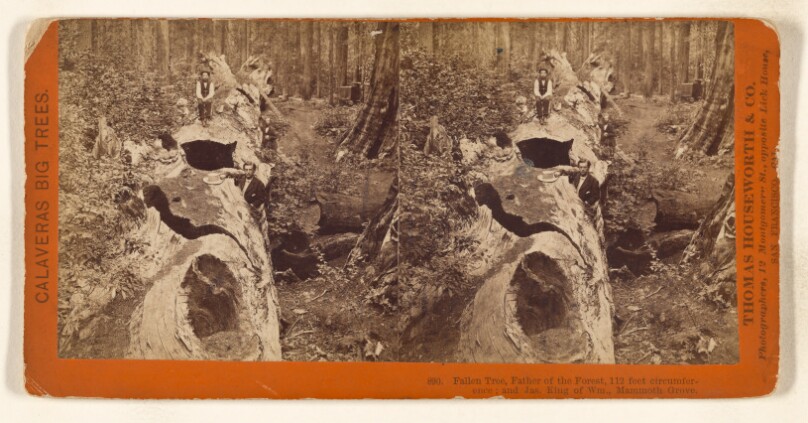 Fallen Tree, Father of the Forest, 112 feet circumference; and Jas. King of Wm., Mammoth Grove.