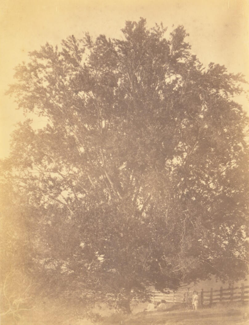 [Beech Tree at Avondale, Pennsylvania]