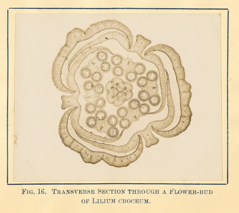 [View of Lilium Croceum Plant - Transverse Section]