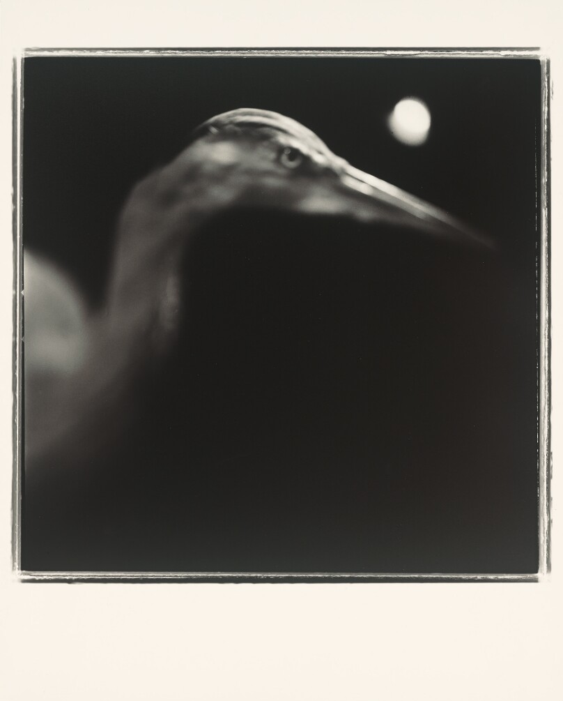 Heron