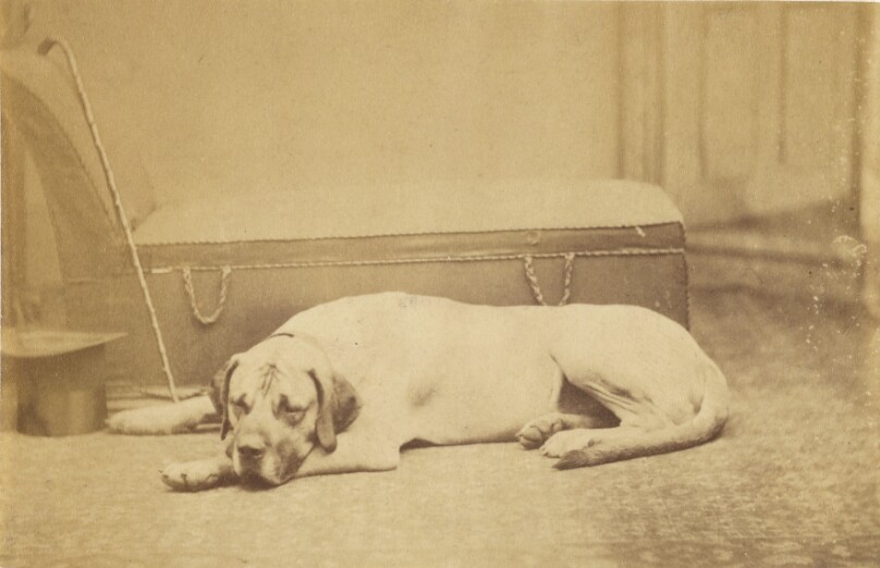 [Sleeping Dog]
