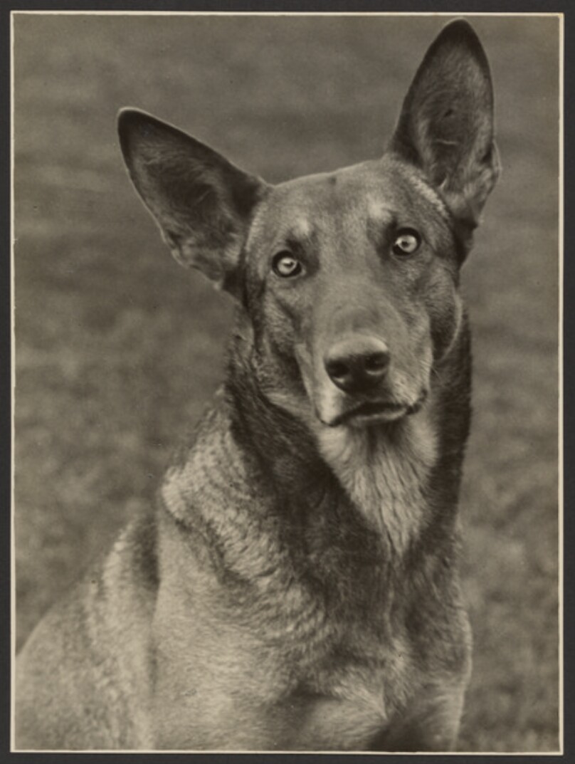 [Portrait of German Shepherd]