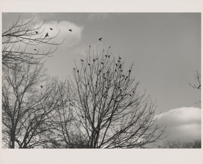 Flock in Bare Trees