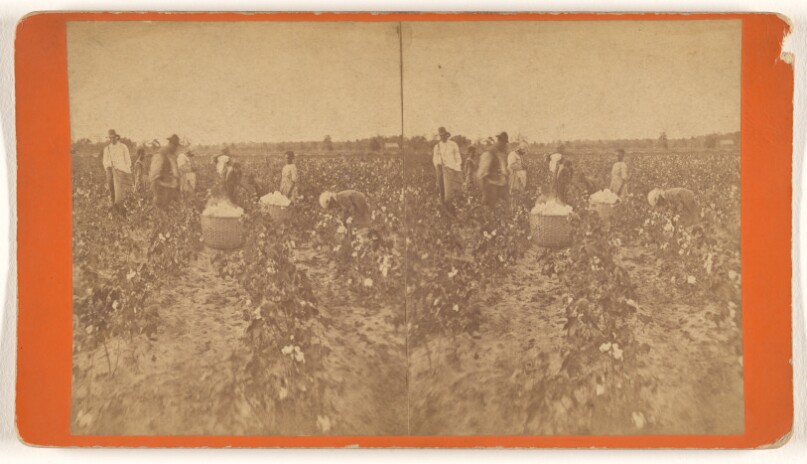 [Workers in field picking cotton]