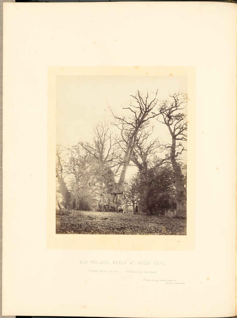 Old Pollard Beech at Ascot Gate