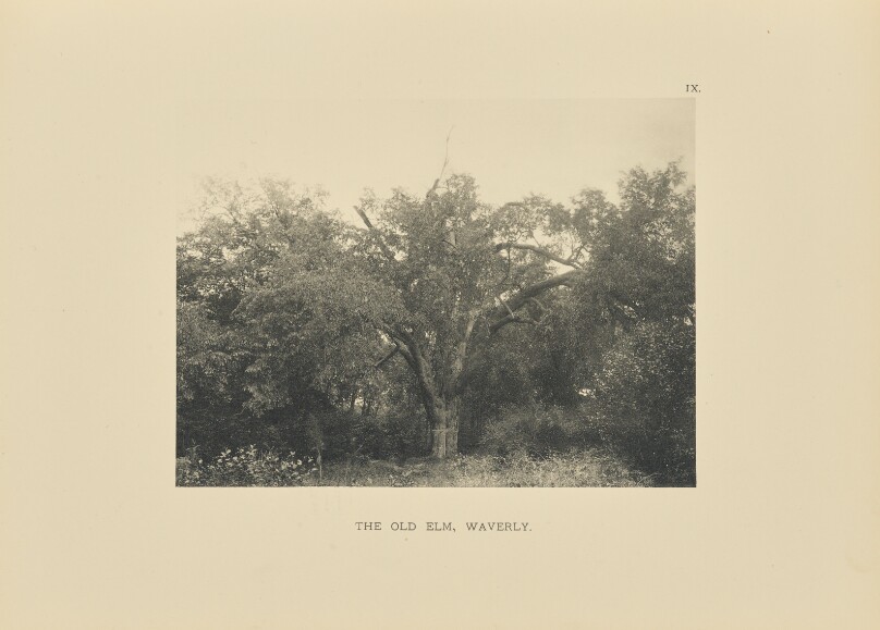 The Old Elm, Waverly