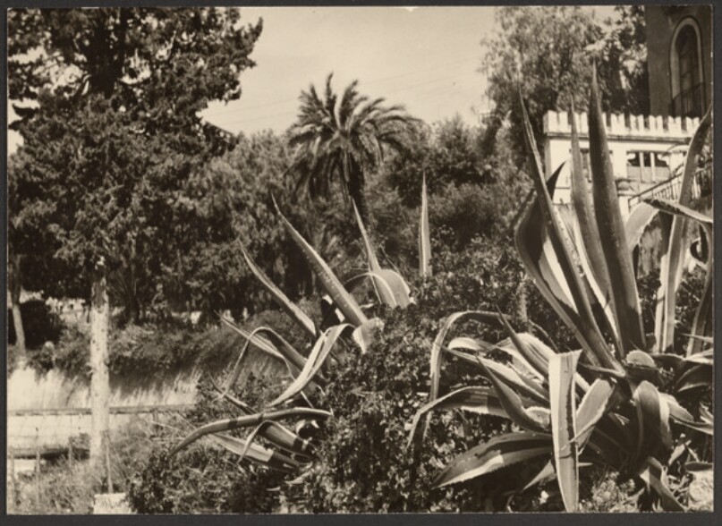 [Landscape with hedges]