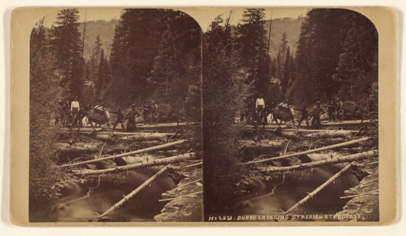Burro Crossing Stream - Steadfast.