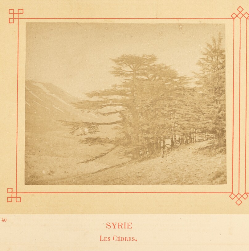 Les Cèdres.