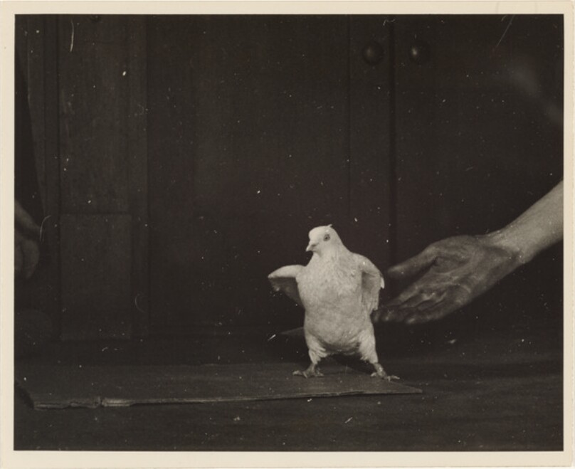 Tumbler Pigeons