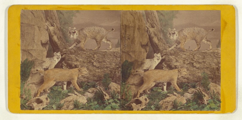 Class II, Order III, Carnivora. Family Felidae. Wild Cat or Bay Lynx...
