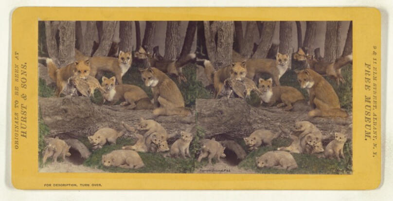 Class II, Order III, Carnivora. Family Canidae. Red Fox.