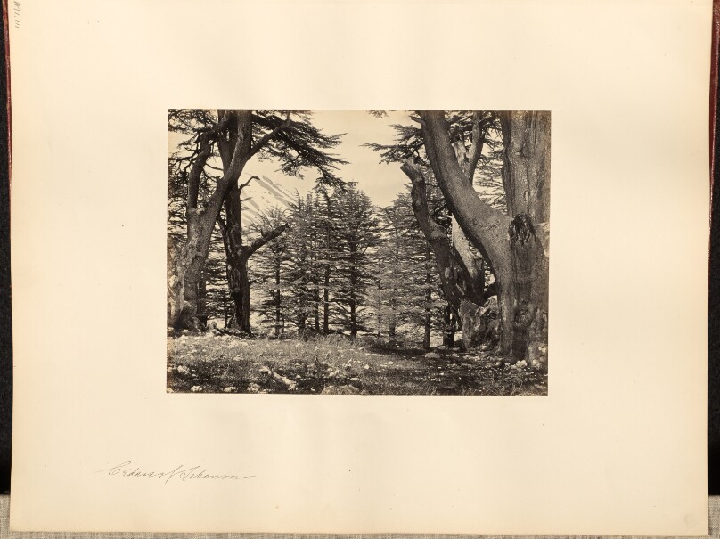 Cedars of Lebanon