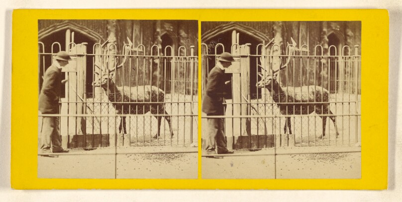 The Barbary Deer. (Cervus Barbaris.)