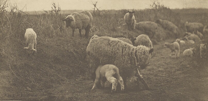 A March Pastoral. [Suffolk.]
