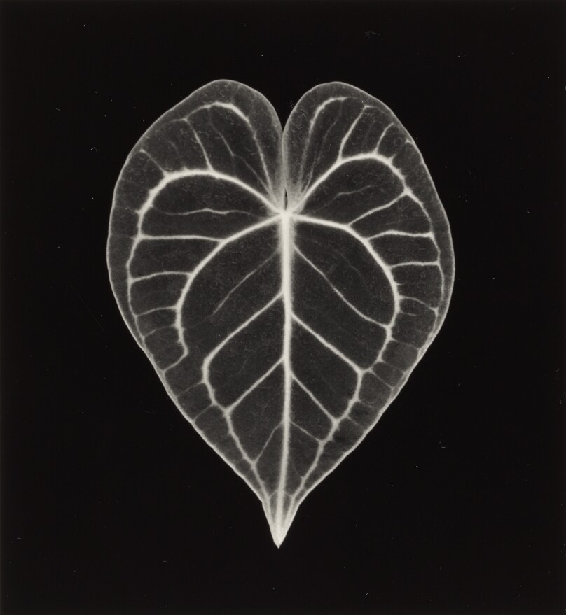 Anthurium Crystallinum, New York City