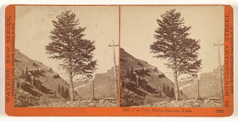 1000-Mile Tree, Weber Canyon, Utah.