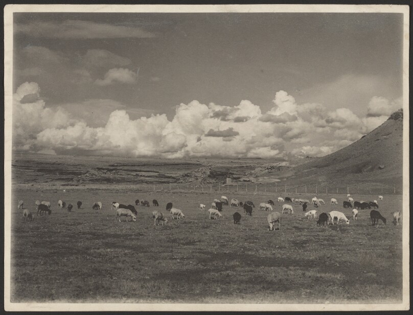 [Cattle Grazing]