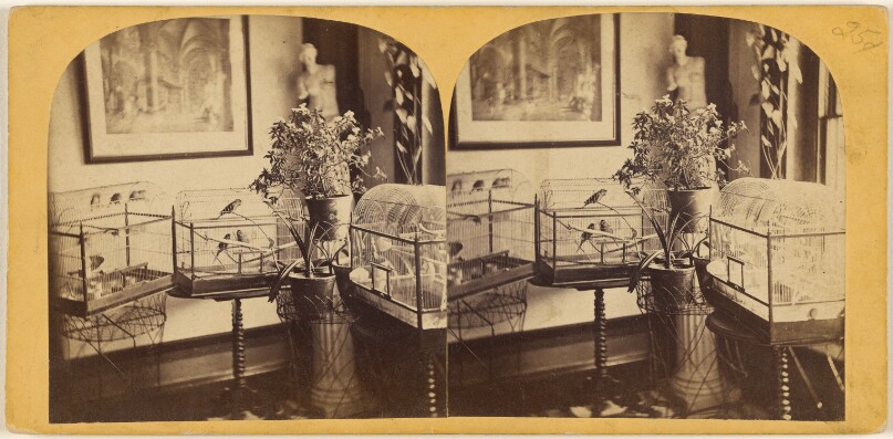 [Interior view of house with three bird cages filled with parakeets]
