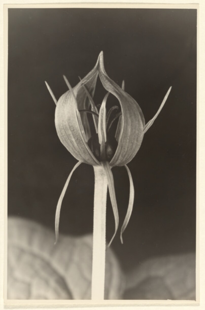 Paris quadrifolia, Einbeere