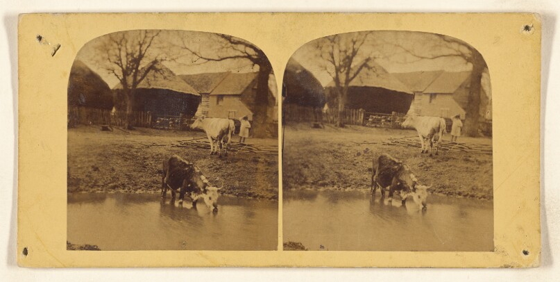 [Bull drinking from pond, cow and little girl in barnyard]