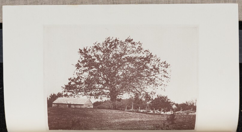 Old Oak on the Lynde Farm in Wyoming, Melrose