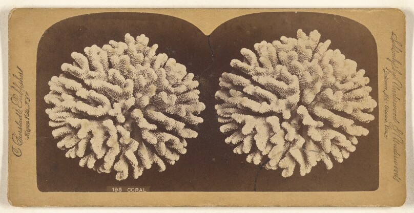 Coral