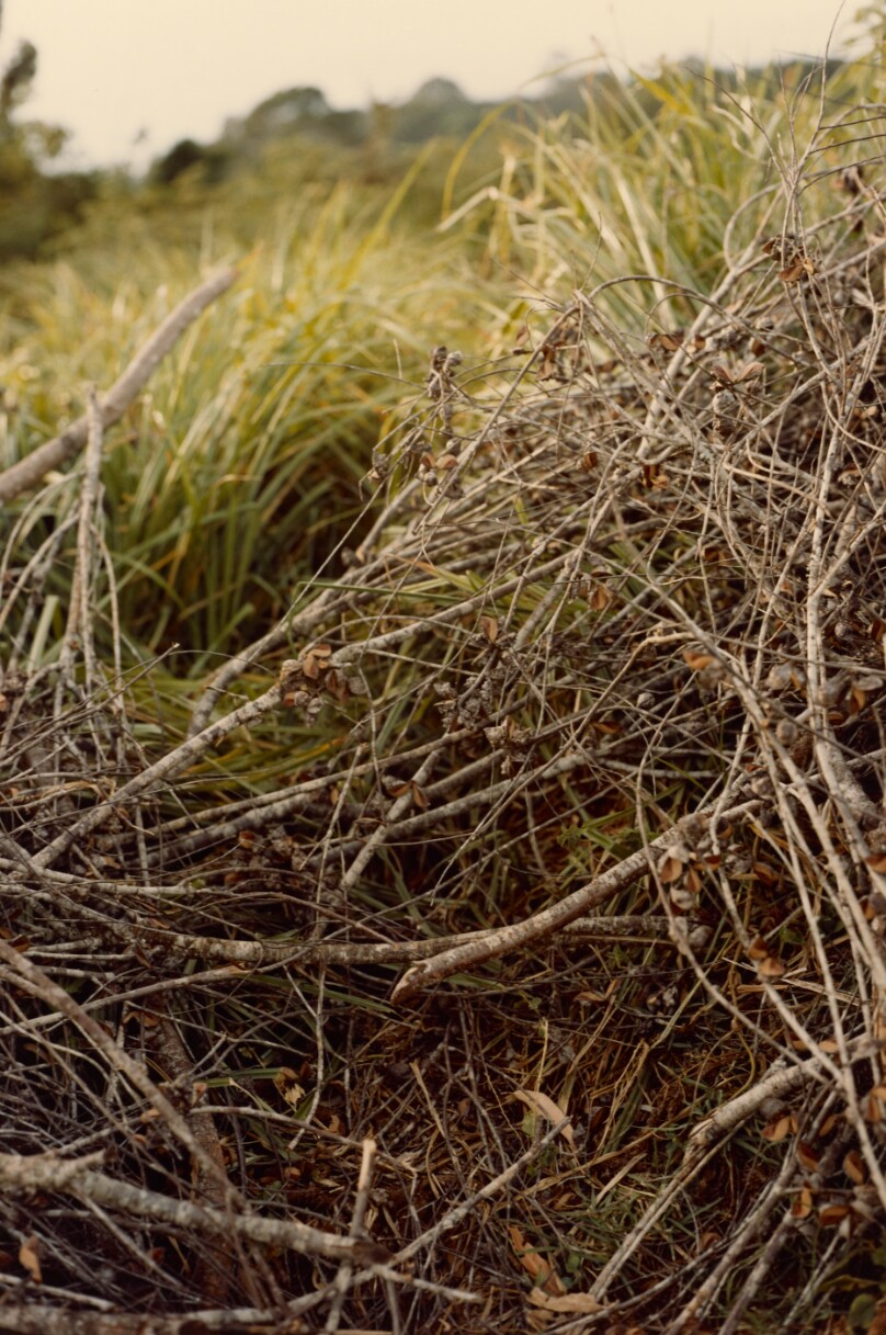 [Branch Study]