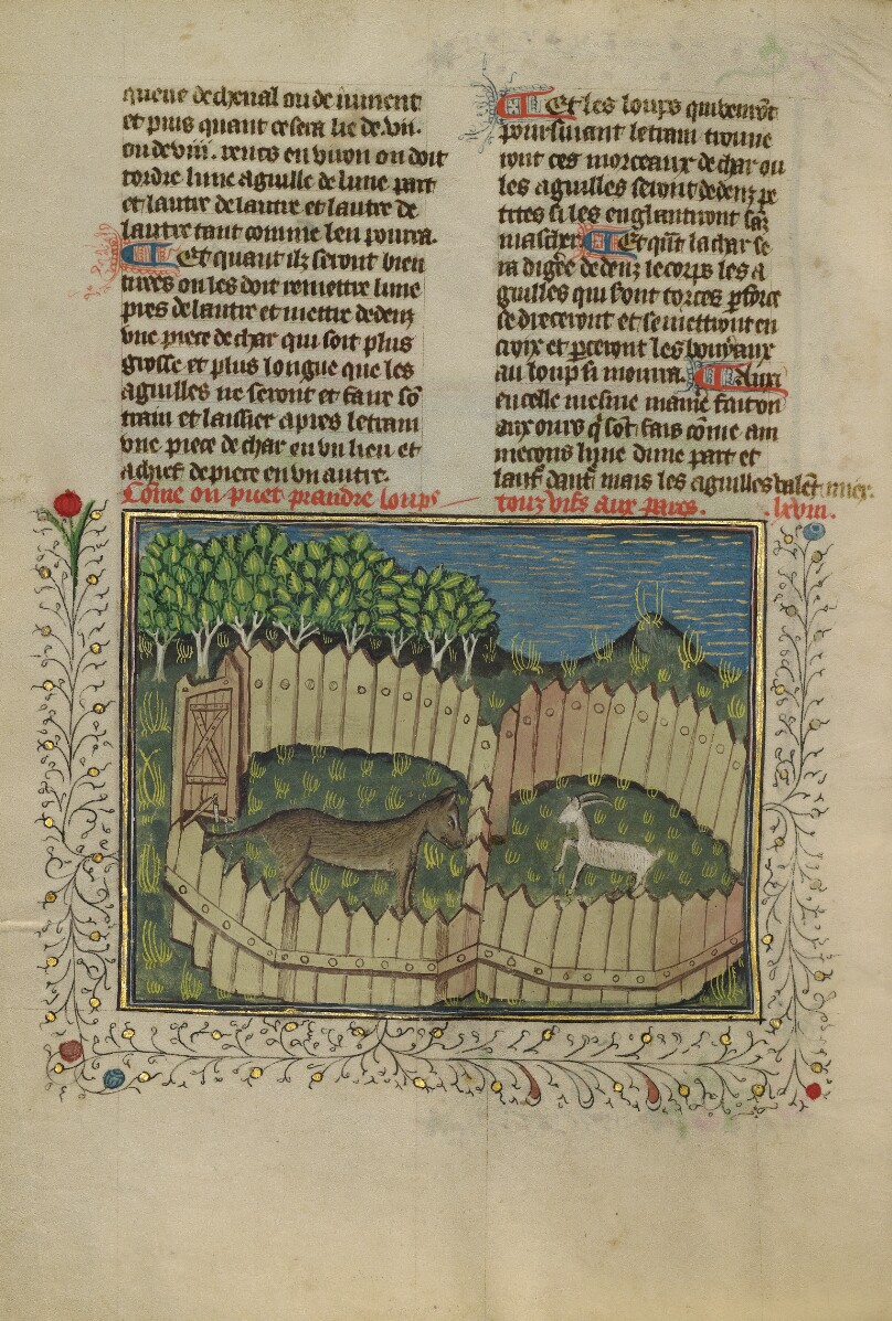 A Wolf Caught in a Fenced Trap Baited with a Lamb