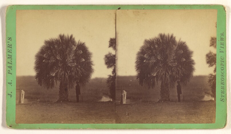 [Palmetto Tree]