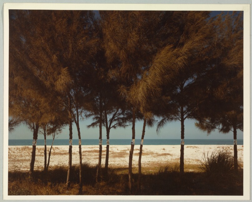 Australian Pines, Fort DeSoto, Florida