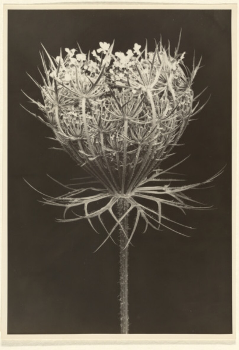 Daucus carota, Wilde Mohre, Ende der Blute