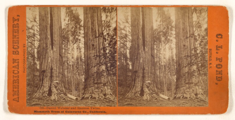 Daniel Webster and Siamese Twins. Mammoth Trees of Calaveras Co., California.