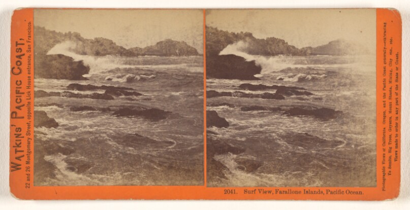Sea Lions, West End, Farallone [sic] Islands, Pacific Ocean.