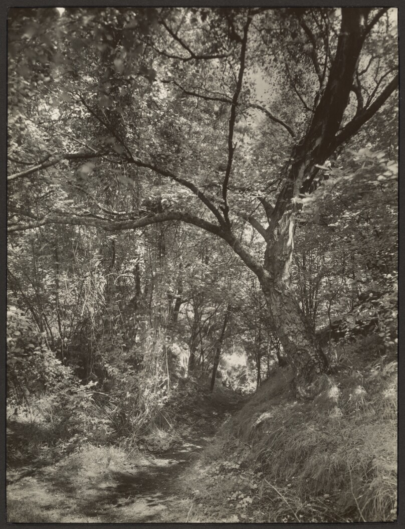 [Forest]