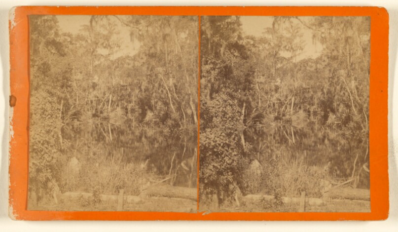 [View of a swamp in Florida]