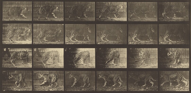 Animal Locomotion