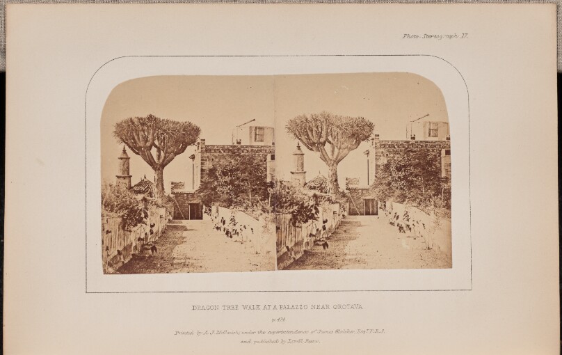 Dragon tree walk at a palazzo near Orotava