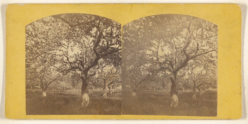 [Apple trees]