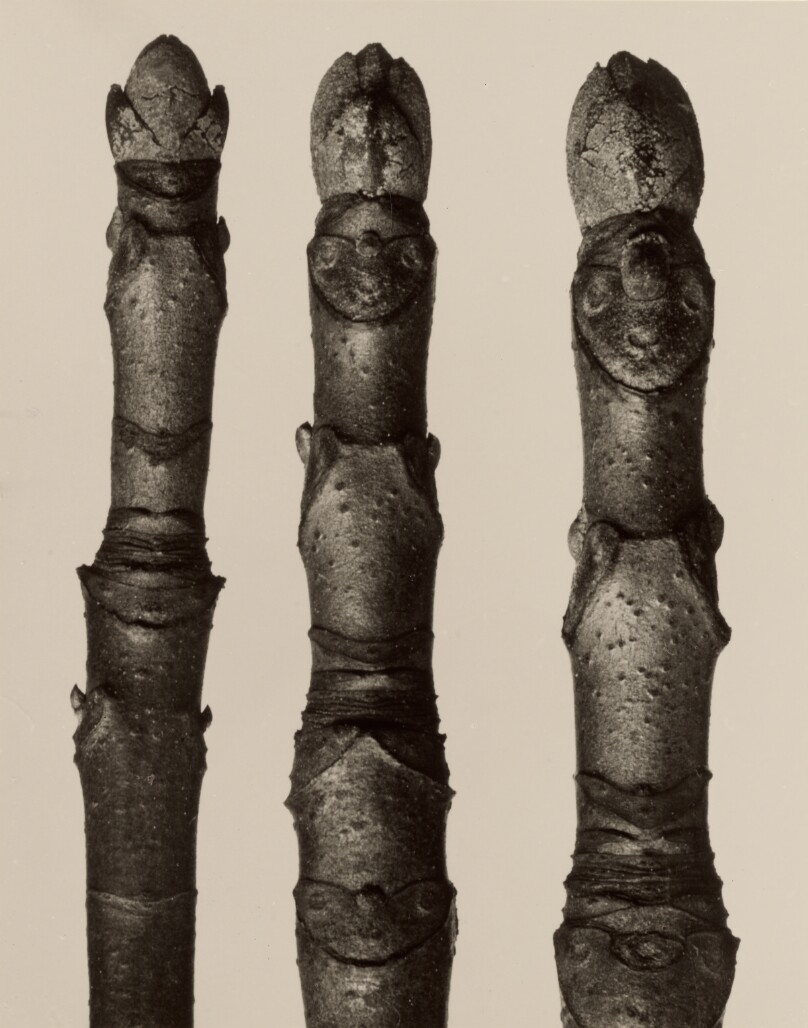 Aesculus parviflora
