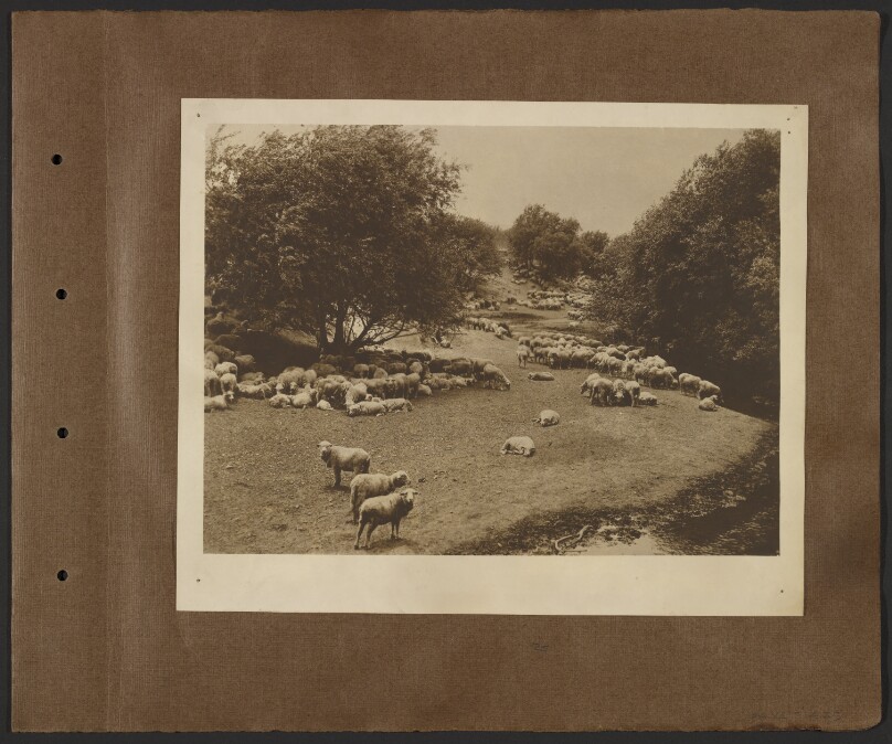 [Sheep in field]
