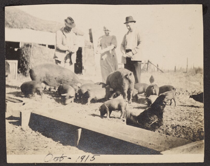 [Feeding pigs]