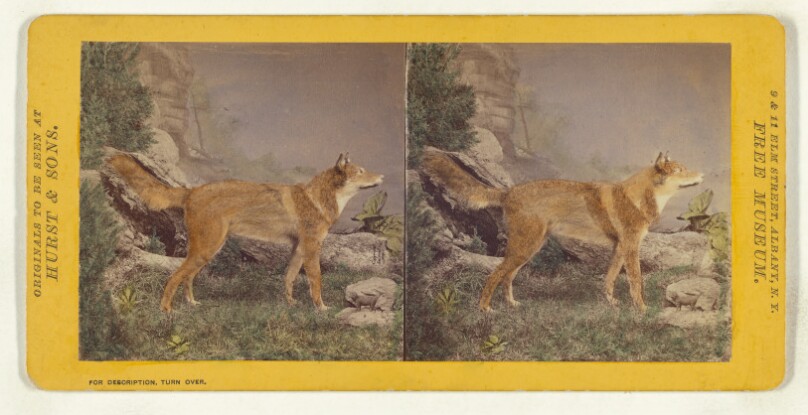 Class I, Order III, Carnivora. Family Canidae. The American Wolf...