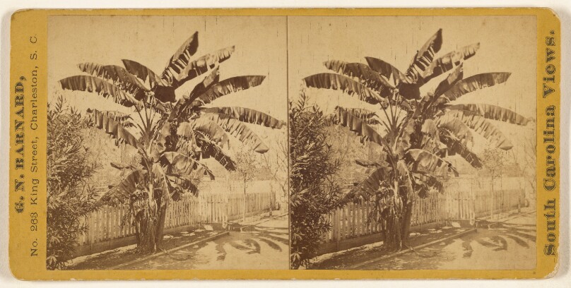 Banana Tree.