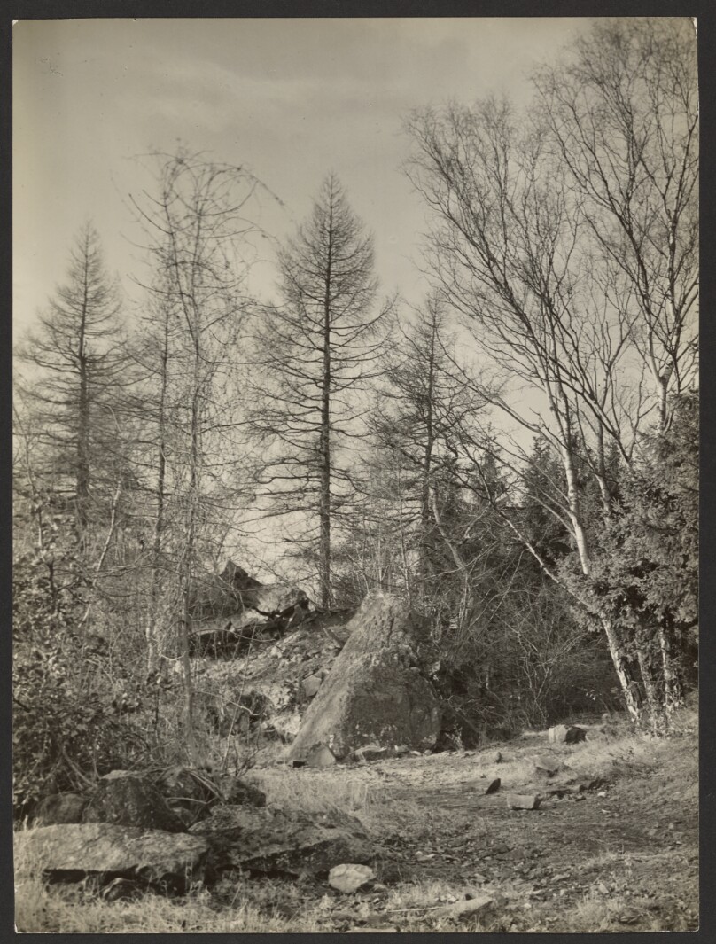 [Untitled] / [Forest]