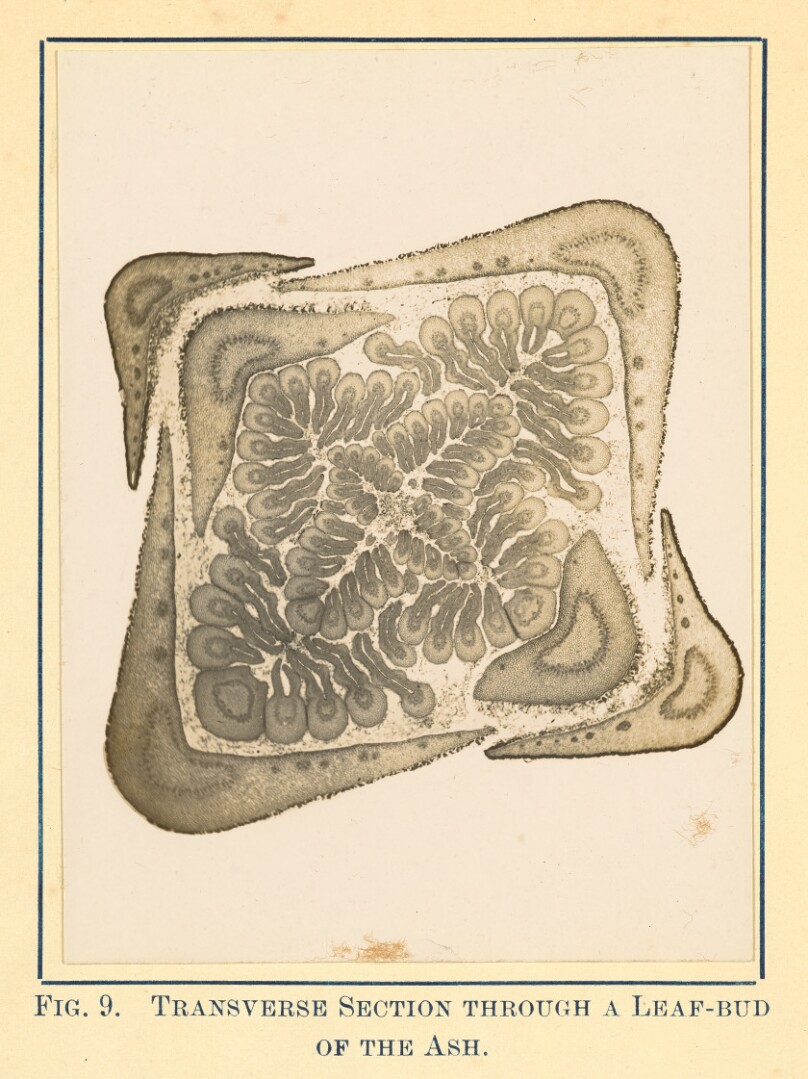 [View of Ash Plant - Transverse Section]