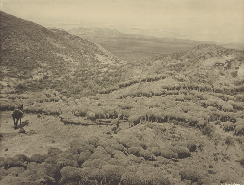 [Hot sheep in the Powder River badlands near Broadus, Montana]