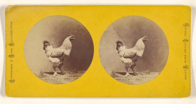 [Chicken]