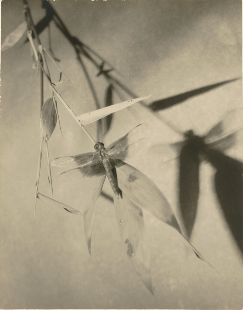 T. K. Shindo