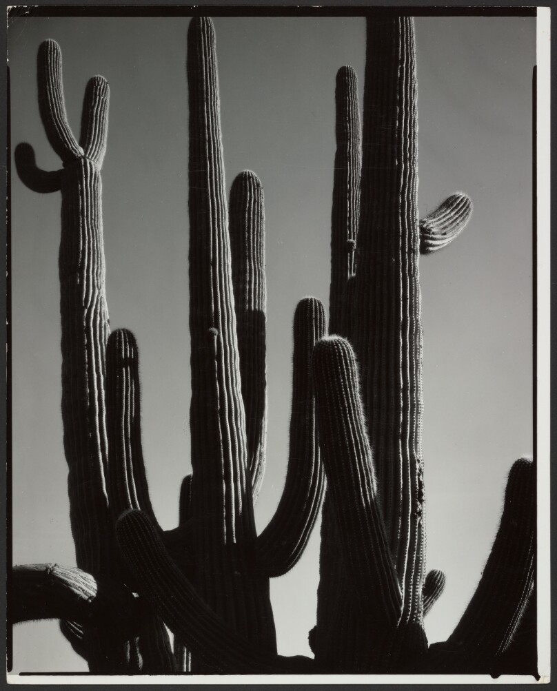 Arizona Cactus